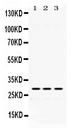 ADO Antibody - Western blot - Anti-ADO Picoband Antibody