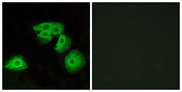ADORA3 / Adenosine A3 Receptor Antibody - Immunofluorescence analysis of HeLa cells, using ADORA3 Antibody. The picture on the right is blocked with the synthesized peptide.