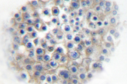 ADRA2A Antibody - IHC of AR 2A (R361) pAb in paraffin-embedded human testis tissue.