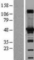 ADSS Protein - Western validation with an anti-DDK antibody * L: Control HEK293 lysate R: Over-expression lysate