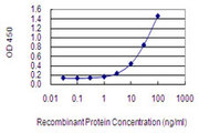 AFF2 / OX19 Antibody - Detection limit for recombinant GST tagged AFF2 is 0.3 ng/ml as a capture antibody.