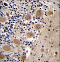 AFG3L2 Antibody - AFG3L2 Antibody immunohistochemistry of formalin-fixed and paraffin-embedded human cerebellum tissue followed by peroxidase-conjugated secondary antibody and DAB staining.