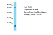 AGAP4 Antibody -  This image was taken for the unconjugated form of this product. Other forms have not been tested.