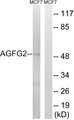 AGFG2 Antibody - Western blot analysis of lysates from MCF-7 cells, using AGFG2 Antibody. The lane on the right is blocked with the synthesized peptide.
