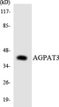 AGPAT3 Antibody - Western blot analysis of the lysates from COLO205 cells using AGPAT3 antibody.