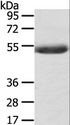 AGPAT6 Antibody - Western blot analysis of Mouse serum, using AGPAT6 Polyclonal Antibody at dilution of 1:400.