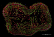 AHNAK Antibody - Immunohistochemistry staining (frozen sections) of murine tongue by anti-AHNAK1 antibody (EM-09; red). Actin filaments were decorated by phalloidin (green), cell nuclei stained with DAPI (blue).