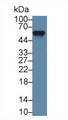 AHSG / Fetuin A Antibody - Western Blot; Sample: Mouse Lung lysate; Primary Ab: 1µg/ml Rabbit Anti-Mouse aHSG Antibody Second Ab: 0.2µg/mL HRP-Linked Caprine Anti-Rabbit IgG Polyclonal Antibody