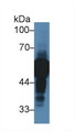 AHSG / Fetuin A Antibody - Western Blot; Sample: Human Lung lysate; Primary Ab: 2µg/ml Rabbit Anti-Human aHSG Antibody Second Ab: 0.2µg/mL HRP-Linked Caprine Anti-Rabbit IgG Polyclonal Antibody