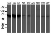 AICAR / ATIC Antibody - Western blot of extracts (35 ug) from 9 different cell lines by using anti-ATIC monoclonal antibody.