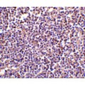AIM / CD5L Antibody - Immunohistochemistry of AIM in human lymph node tissue with AIM antibody at 2 µg/mL.
