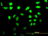 AKAP17A / 721P Antibody - Immunofluorescence of monoclonal antibody to RP13-297E16.1 on HeLa cell. [antibody concentration 10 ug/ml]