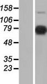AKAP17A / 721P Protein - Western validation with an anti-DDK antibody * L: Control HEK293 lysate R: Over-expression lysate