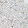 AKAP5 / AKAP79 Antibody - Immunohistochemistry of paraffin-embedded rat brain tissue.