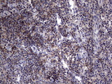 AKAP7 Antibody - IHC of paraffin-embedded Human tonsil using anti-AKAP7 Mouse monoclonal antibody. (heat-induced epitope retrieval by 1 mM EDTA in 10mM Tris, pH8.5, 120°C for 3min).