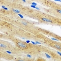 AKR7A2 / AFAR Antibody - Immunohistochemical analysis of AKR7A2 staining in mouse heart formalin fixed paraffin embedded tissue section. The section was pre-treated using heat mediated antigen retrieval with sodium citrate buffer (pH 6.0). The section was then incubated with the antibody at room temperature and detected using an HRP conjugated compact polymer system. DAB was used as the chromogen. The section was then counterstained with hematoxylin and mounted with DPX.