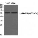 AKT1 + AKT3 Antibody - Western blot of Phospho-Akt1/3 (Y437/434) antibody