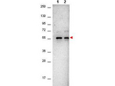 AKT1 Antibody - Anti-AKT Monoclonal Antibody - Western Blot. anti-AKT Monoclonal Antibody in western blot shows detection of AKT (indicated by arrowhead at ~56 kD) on unstimulated (lane 1) and PDGF stimulated NIH/3T3 cell lysates (lane 2). Each lane contained approximately 10 ug of lysate. All samples were loaded on to a 4-20% gradient gel for separation. After electrophoresis, the gel was blocked with 5% BLOTTO (B501-0500 in TBS for 2h at RT. The membrane was probed with Anti-AKT antibody at a 1:1000 dilution in TBS with 5% BLOTTO, overnight at 4° C. For detection HRP conjugated Gt-a-Mouse IgG (p/n LS-C60680) was used at a 1:40000 dilution for 1 h at 4° C with FemtoMax enhanced chemiluminescent reagent (p/n FEMTOMAX-100). Images were captured using 2X2 binning for 10-20 sec using a BioSpectrum Imaging System (UVP Ltd.).