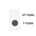 AKT1 Antibody - Dot blot of anti-AKT1-pS129 Phospho-specific antibody on nitrocellulose membrane. 50ng of Phospho-peptide or Non Phospho-peptide per dot were adsorbed. Antibody working concentrations are 0.5ug per ml.