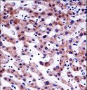 AKT1S1 / PRAS40 Antibody - AKT1S1 Antibody immunohistochemistry of formalin-fixed and paraffin-embedded human liver tissue followed by peroxidase-conjugated secondary antibody and DAB staining.