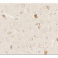 AKT1S1 / PRAS40 Antibody - Immunohistochemistry of AKT1S1 in rat brain tissue with AKT1S1 antibody at 2.5 µg/ml.