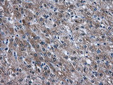 AKT2 Antibody - IHC of paraffin-embedded liver tissue using anti-AKT2 mouse monoclonal antibody. (Dilution 1:50).