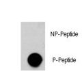 AKT3 Antibody - Dot blot of anti-AKT3-pS472 Phospho-specific antibody (RB13331) on nitrocellulose membrane. 50ng of Phospho-peptide or Non Phospho-peptide per dot were adsorbed. Antibody working concentrations are 0.5ug per ml.
