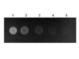 ALB / Serum Albumin Antibody - Dot Blot results of Rabbit Anti-Human Serum Albumin Antibody Fluorescein Conjugate. Dots are Human Serum Albumin: (1) 100ng, (2) 33.3ng, (3) 11.1ng, (4) 3.70ng, (5) 1.23ng. Primary Antibody: none. Secondary Antibody: Rabbit Anti-Human Serum Albumin Antibody FITC at 1ug/mL in 1% Fish Gel 1hr RT.