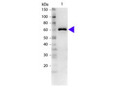 ALB / Serum Albumin Antibody - Western blot of rabbit Anti-Bovine Serum Albumin secondary antibody. Lane 1: BSA. Lane 2: None. Load: 50 ng per lane. Primary antibody: BSA antibody at 1:1,000 overnight at 4°C. Secondary antibody: Peroxidase rabbit secondary antibody at 1:40,000 for 30 min at RT. Blocking: 5% Goat Serum for 30 min at RT. Predicted/Observed size: 66 kDa, 61 kDa for BSA. Other band(s): None.