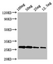 Alba Antibody - Western Blot Positive WB detected in Recombinant protein All lanes: albA antibody at 3.4µg/ml Secondary Goat polyclonal to rabbit IgG at 1/50000 dilution Predicted band size: 27 kDa Observed band size: 27 kDa