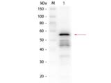 ALDH / Aldehyde Dehydrogenase Antibody - Western Blot of Rabbit anti-Aldehyde Dehydrogenase (yeast) Antibody. Lane 1: Aldehyde Dehydrogenase (yeast). Load: 50 ng per lane. Primary antibody: Rabbit anti-Aldehyde Dehydrogenase (yeast) Antibody at 1:500 overnight at 4°C. Secondary antibody: Peroxidase Conjugated Goat anti-Rabbit IgG secondary antibody at 1:40,000 for 30 min at RT.