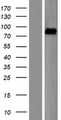ALDH16A1 Protein - Western validation with an anti-DDK antibody * L: Control HEK293 lysate R: Over-expression lysate