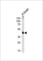 ALDOC / Aldolase C Antibody - Western blot of lysate from human brain tissue lysate, using ALDOC Antibody. Antibody was diluted at 1:1000 at each lane. A goat anti-rabbit IgG H&L (HRP) at 1:5000 dilution was used as the secondary antibody. Lysate at 35ug per lane.