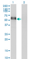 ALK2 / ACVR1 Antibody - Western Blot analysis of ACVR1 expression in transfected 293T cell line by ACVR1 monoclonal antibody (M07), clone 2D5.Lane 1: ACVR1 transfected lysate (Predicted MW: 57.2 KDa).Lane 2: Non-transfected lysate.