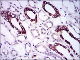 ALK3 / BMPR1A Antibody - IHC of paraffin-embedded kidney tissues using BMPR1A mouse monoclonal antibody with DAB staining.