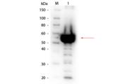 Alpha Amylase Antibody - Western Blot of Rabbit anti-Alpha Amylase Antibody Biotin Conjugated. Lane 1: Alpha Amylase solution. Load: 1/200 dilution of Alpha Amylase solution. Primary antibody: Alpha Amylase antibody at 1:1,000 overnight at 4°C. Secondary antibody: HRP Streptavidin secondary antibody at 1:40,000 for 30 min at RT.