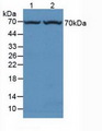 Alpha Fucosidase / FUCA1 Antibody - Western Blot; Sample: Lane1: Rat Liver Tissue; Lane2: Mouse Liver Tissue.