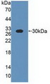 Alpha-S1-Casein / CSN1S1 Antibody - Western blot with recombinant bovine CSN1S1.