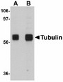 Antibody - Western blot of Tubulin in rat brain tissue lysate with Tubulin antibody at (A) 0.5 and (B) 1 ug/ml.
