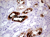 ALPI / Alkaline Phosphatase Antibody - Immunohistochemical staining of paraffin-embedded Human Kidney tissue within the normal limits using anti-ALPI mouse monoclonal antibody. (Heat-induced epitope retrieval by 1mM EDTA in 10mM Tris buffer. (pH8.5) at 120°C for 3 min. (1:500)