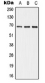 ALPI / Alkaline Phosphatase Antibody - Western blot analysis of ALPI expression in HepG2 (A); Raw264.7 (B); PC12 (C) whole cell lysates.