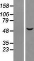 ALS2CR15 / ICA1L Protein - Western validation with an anti-DDK antibody * L: Control HEK293 lysate R: Over-expression lysate