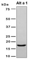 DERF1 Protein