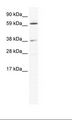 ALX3 Antibody - NIH 3T3 Cell Lysate.  This image was taken for the unconjugated form of this product. Other forms have not been tested.