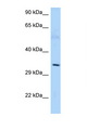 AMD / AMD1 Antibody - AMD1 antibody Western blot of Mouse Thymus lysate. Antibody concentration 1 ug/ml.  This image was taken for the unconjugated form of this product. Other forms have not been tested.