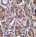 AMELX Antibody - AMELX Antibody immunohistochemistry of formalin-fixed and paraffin-embedded human stomach tissue followed by peroxidase-conjugated secondary antibody and DAB staining.