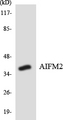 AMID / AIFM2 Antibody - Western blot analysis of the lysates from HT-29 cells using AIFM2 antibody.