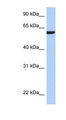 AMIGO3 Antibody - AMIGO3 antibody Western blot of MCF7 cell lysate. This image was taken for the unconjugated form of this product. Other forms have not been tested.