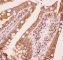 AML1 / RUNX1 Antibody - RUNX1/AML1 antibody IHC-paraffin: Mouse Intestine Tissue.