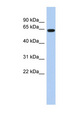 AML1 / RUNX1 Antibody - RUNX1 antibody Western blot of Fetal Small Intestine lysate. This image was taken for the unconjugated form of this product. Other forms have not been tested.